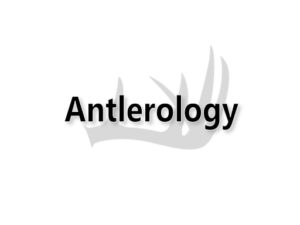 antlerology.com domain for sale
